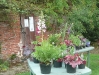 kirstead-tours-beautiful-plants-for-sale